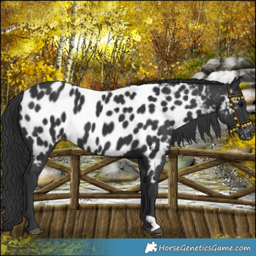 Horse Color:Black Appaloosa 