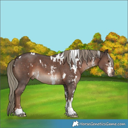 Horse Color:White Spotted Liver Chestnut Mushroom Sabino 