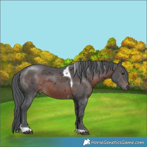 Horse Color:Brown Merle Tobiano 