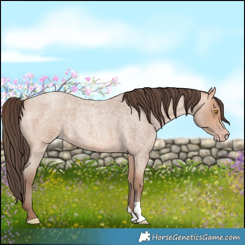 Horse Color:Amber Champagne Roan 