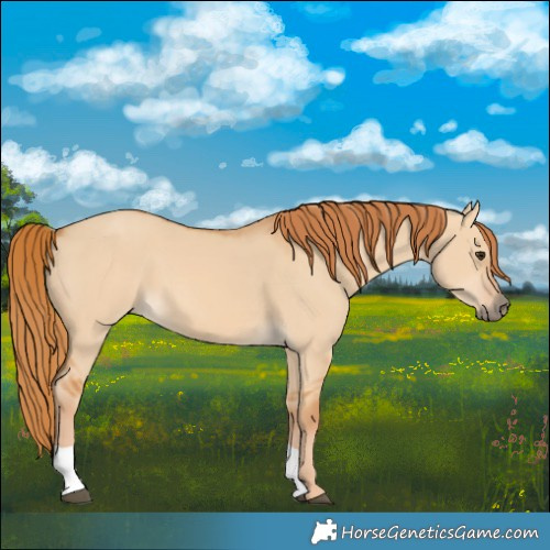Horse Color:Red Dun