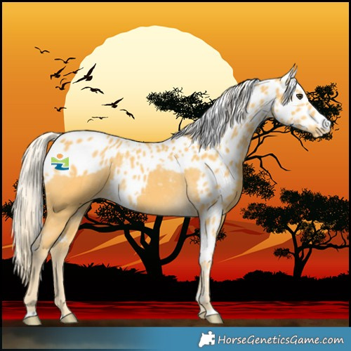 Horse Color:Palomino Skewed LP Spotted 