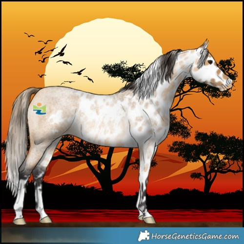 Horse Color:Buckskin Roan Skewed LP Spotted Rabicano 
