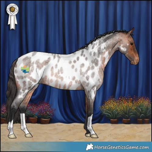 Horse Color:Bay Roan Appaloosa Rabicano 