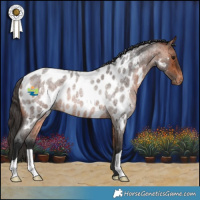Horse Color:Bay Roan Near Leopard Rabicano