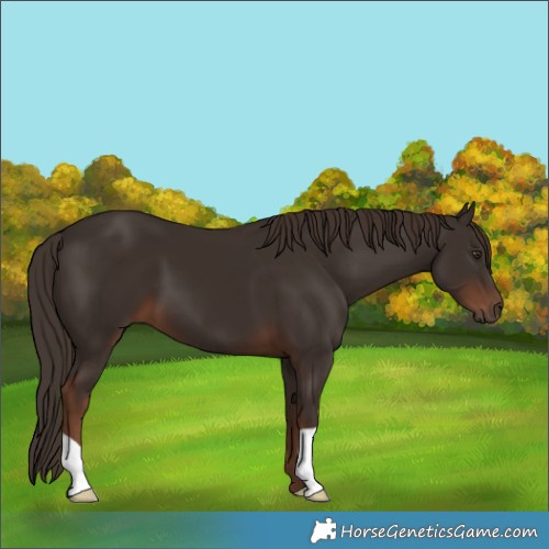 Horse Color:Liver Chestnut 