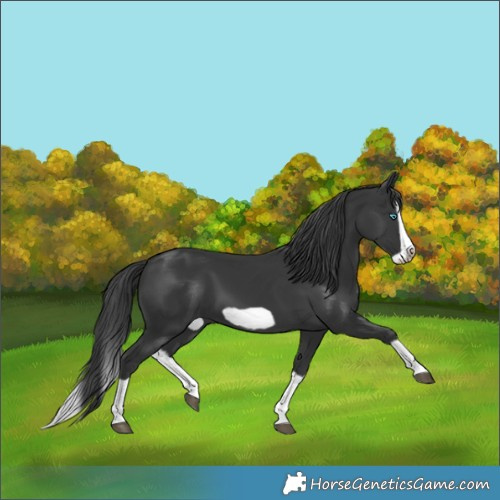 Horse Color:Black Splash Frame