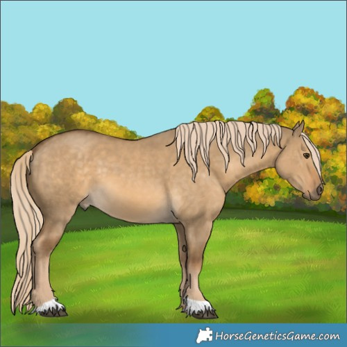 Horse Color:Chocolate Palomino Dun 