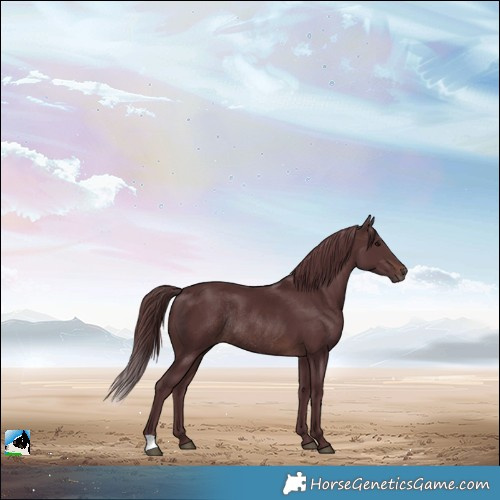 Horse Color:Chocolate Brown Rabicano 