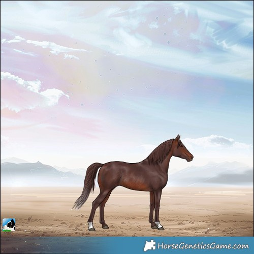 Horse Color:Chocolate Brown Rabicano