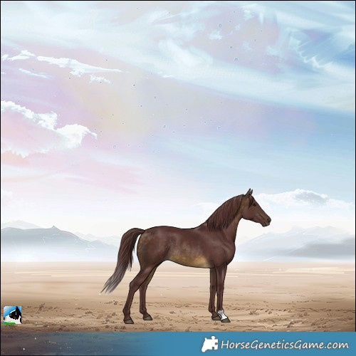 Horse Color:Chocolate Buckskin Rabicano
