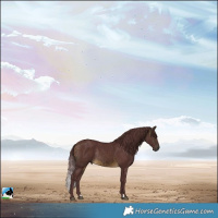 Horse Color:Chocolate Buckskin Rabicano