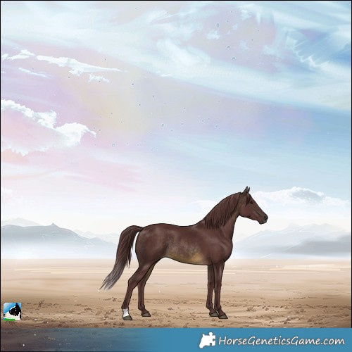 Horse Color:Chocolate Buckskin Rabicano