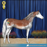 Horse Color:Silver Brown Splash Varnish