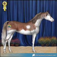 Horse Color:Liver Chestnut Splash Appaloosa 