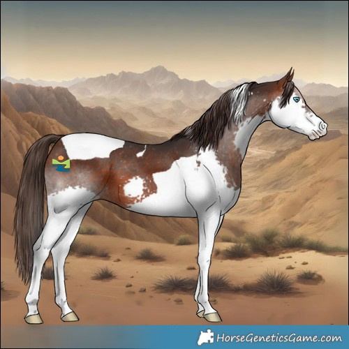 Horse Color:Brown Splash Tobiano Appaloosa 
