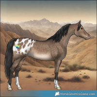 Horse Color:Brown Dun Appaloosa