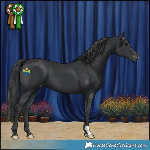 Horse Color:Black Appaloosa