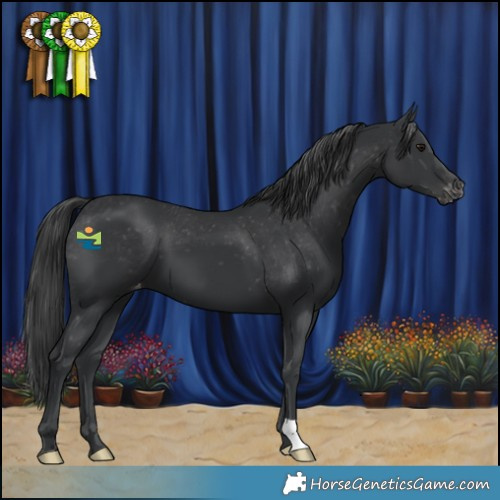 Horse Color:Black Varnish 