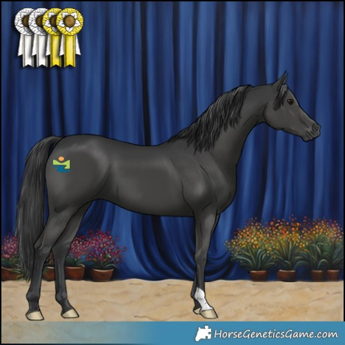 Horse Color:Black 