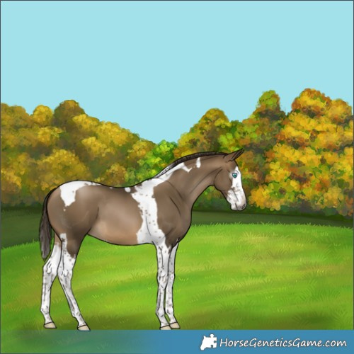 Horse Color:Gray Buckskin Splash Tobiano 