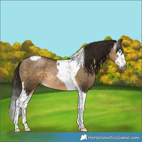 Horse Color:Gray Buckskin Splash Tobiano 