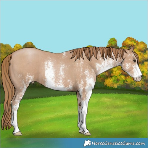 Horse Color:White Spotted Black Pearl