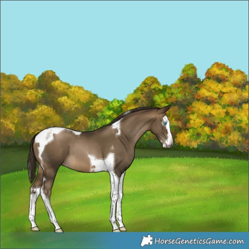 Horse Color:Gray Brown Splash Tobiano 
