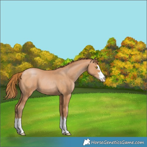 Horse Color:Bay Pearl 