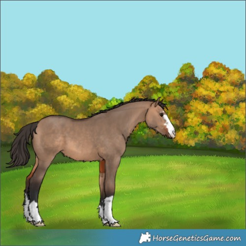 Horse Color:Bay Dun 