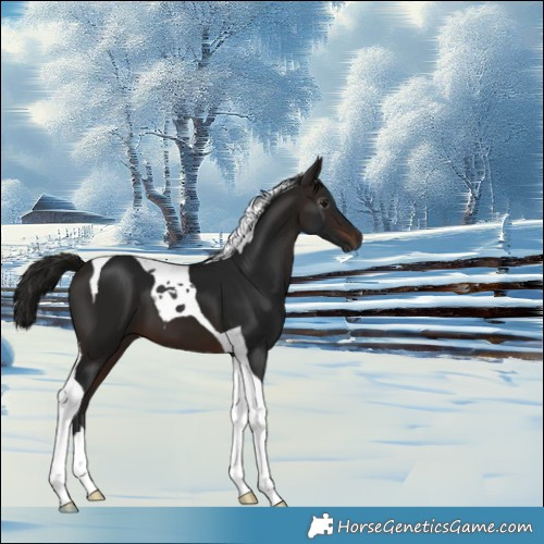 Horse Color:Gray Bay Tobiano 