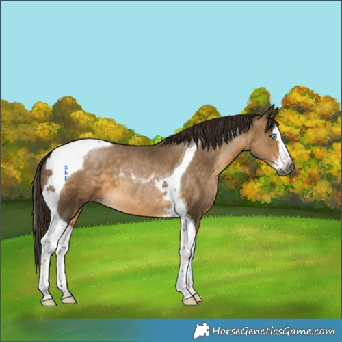 Horse Color:Gray Buckskin Splash Tobiano 