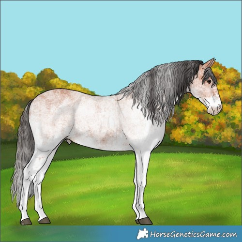 Horse Color:White Spotted Bay 