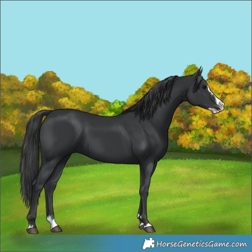 Horse Color:Black Splash