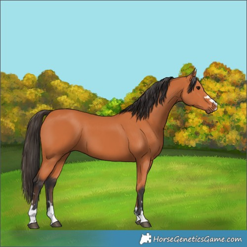 Horse Color:Bay 