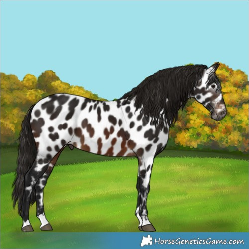 Horse Color:Gray Brown Appaloosa 