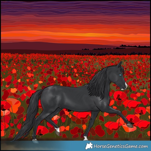 Horse Color:Black Splash 