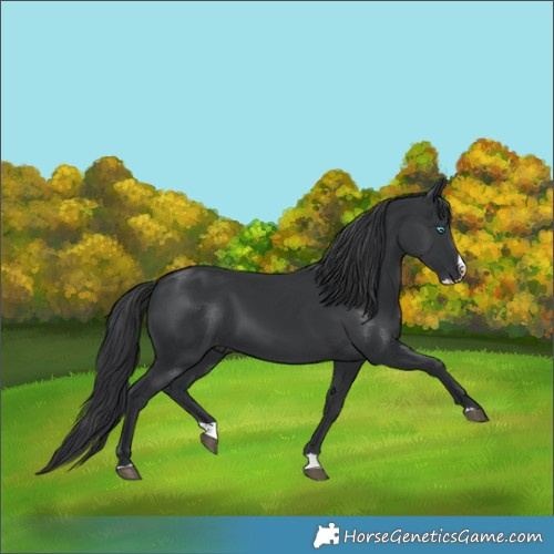Horse Color:Black Splash 