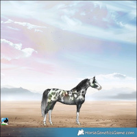 Horse Color:Black Splash Skewed LP Spotted 
