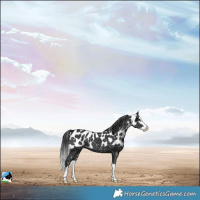 Horse Color:Black Splash Skewed LP Spotted