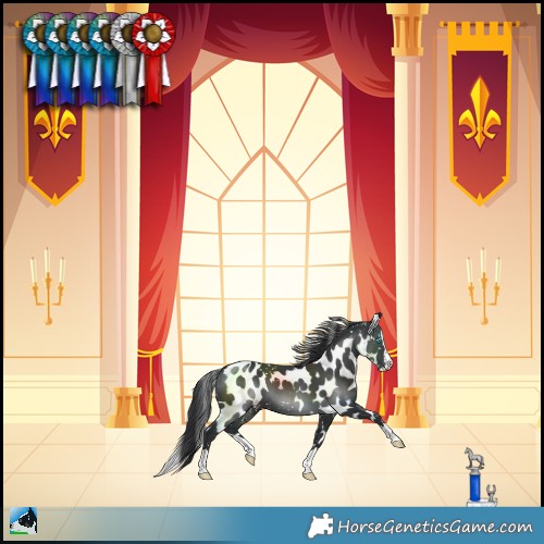 Horse Color:Black Splash Skewed LP Spotted 