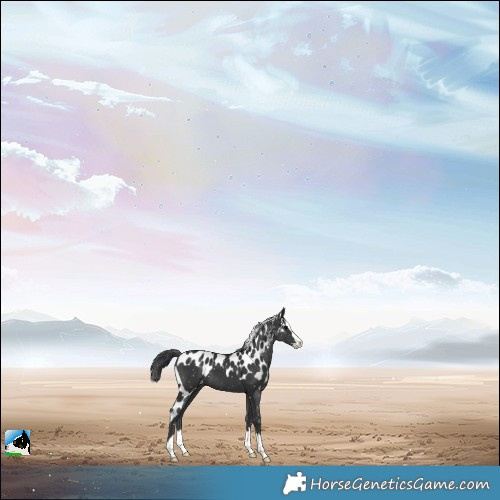 Horse Color:Black Splash Skewed Appaloosa 