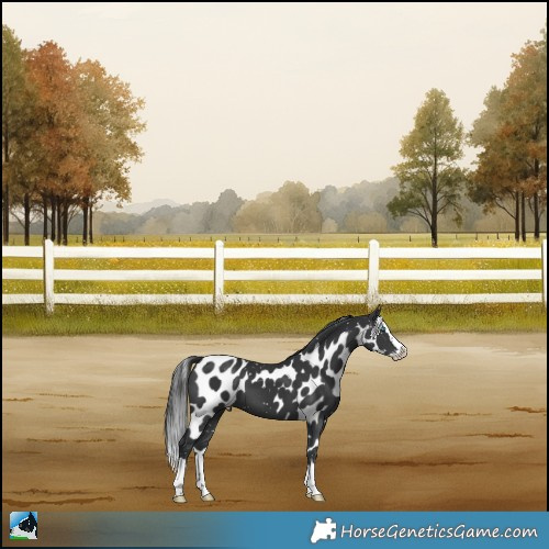 Horse Color:Black Splash Skewed Appaloosa 
