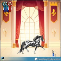 Horse Color:Black Splash Skewed Appaloosa 
