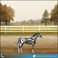 Horse Color:Black Splash Skewed Appaloosa 