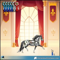 Horse Color:Black Splash Skewed LP Spotted