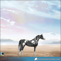 Horse Color:Black Splash Skewed LP Spotted