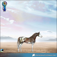 Horse Color:Liver Chestnut Splash Blanket