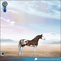 Horse Color:Liver Chestnut Splash Appaloosa 