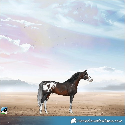 Horse Color:Brown Splash Appaloosa